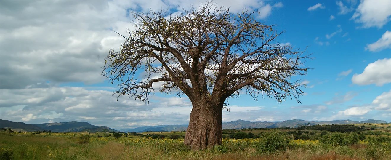 Bild Afrikanische-Baobab-Massage